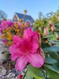 2023-05-18 Caruso
