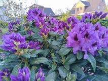 2023-05-18 Graal Müritz