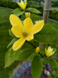 2023-05-21 Daphne