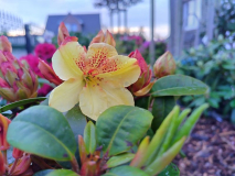2023-05-23 Savanna Gold