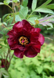 Paeonia lutea Black Pirate