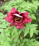 Paeonia lutea Gauguin