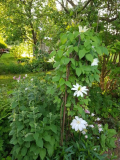 Garteneinblicke-4