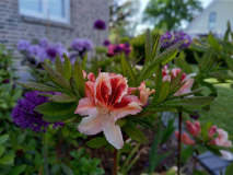 2023-05-29 Ice and Roses