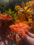 Azaleen Orange