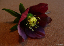 helleborus 1.jpg