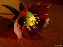 helleborus 2.jpg