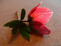 helleborus 4.jpg