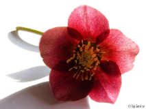 helleborus 5.jpg