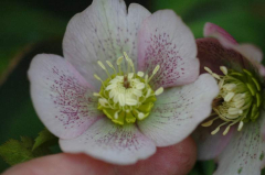 Helleborus 1