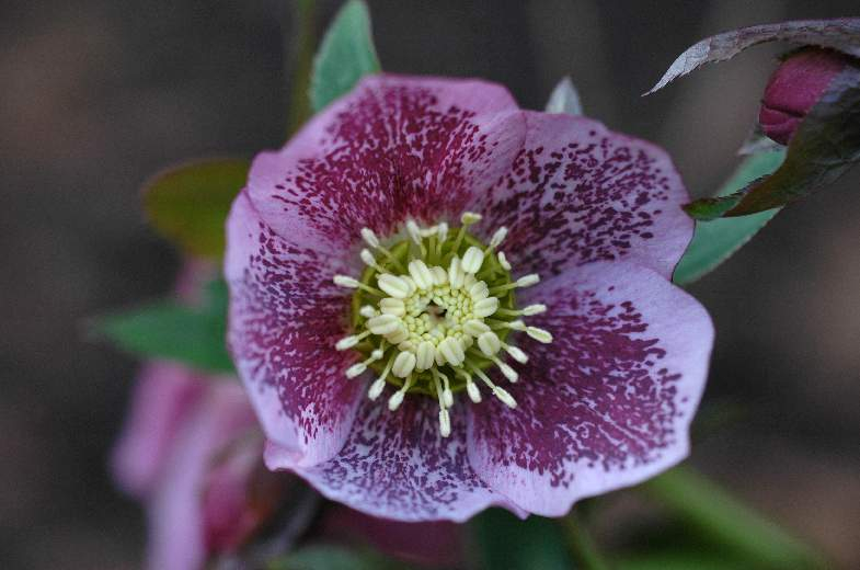 Helleborus 2