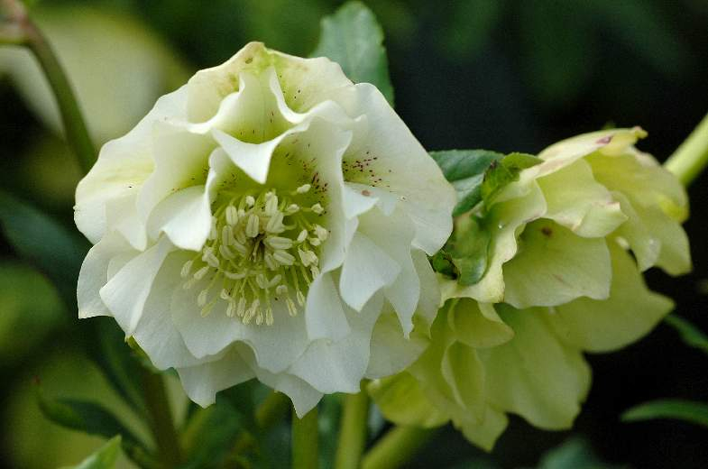 Helleborus 3