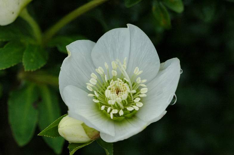 Helleborus 4