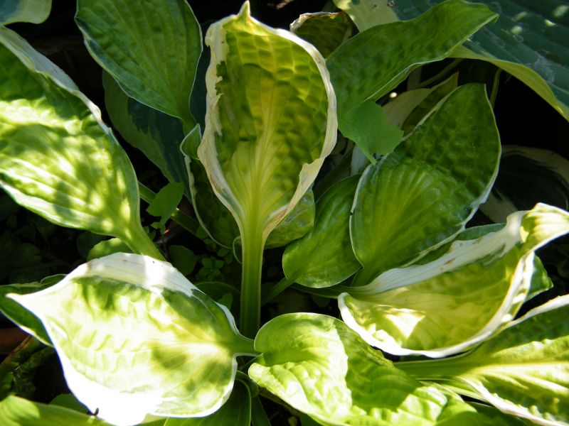 Hosta 