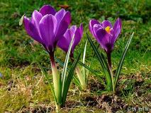 krokus863.jpg