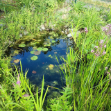 Viel größer als das ist der Teich nicht