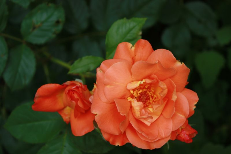 Strauchrose ` Westerland´