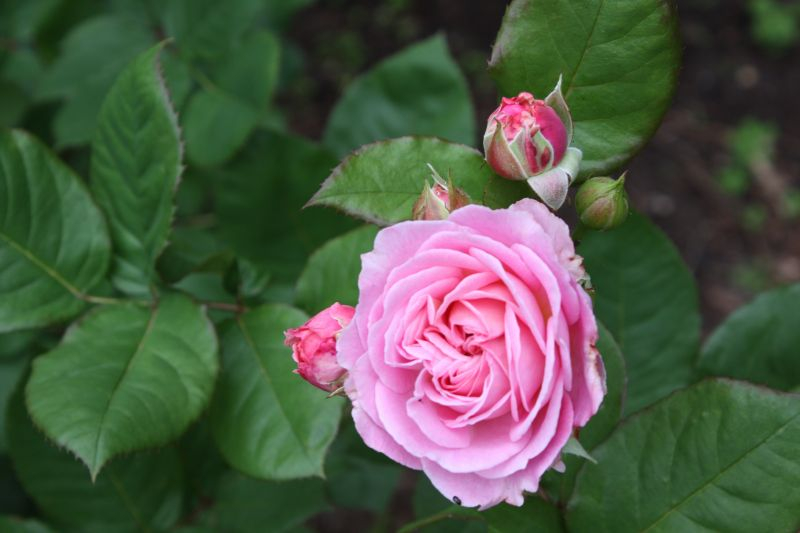 Beetrose Rosengräfin  ` N Marie Henriette` 