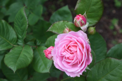 Beetrose Rosengräfin  ` N Marie Henriette` 