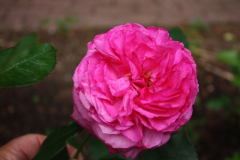 Beetrose `Kaffe Fassett`