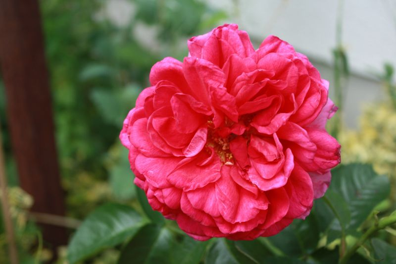 Strauchrose `Soul