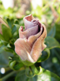 Hibiscus r.-s., lila