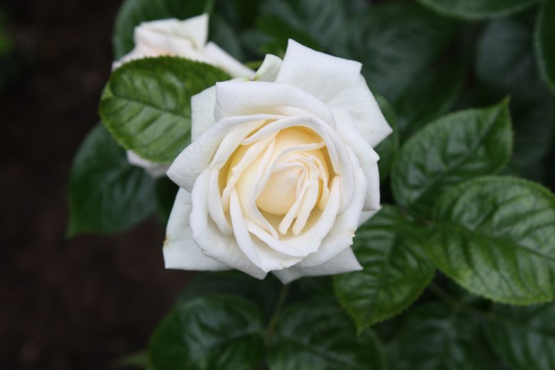 Edelrose ´Madame Anisette´