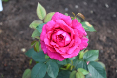 Strauchrose `Harald Wohlfahrt`