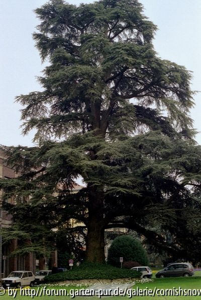 Cedrus libani