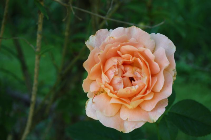 Kletterrose `Julie Andrieu`