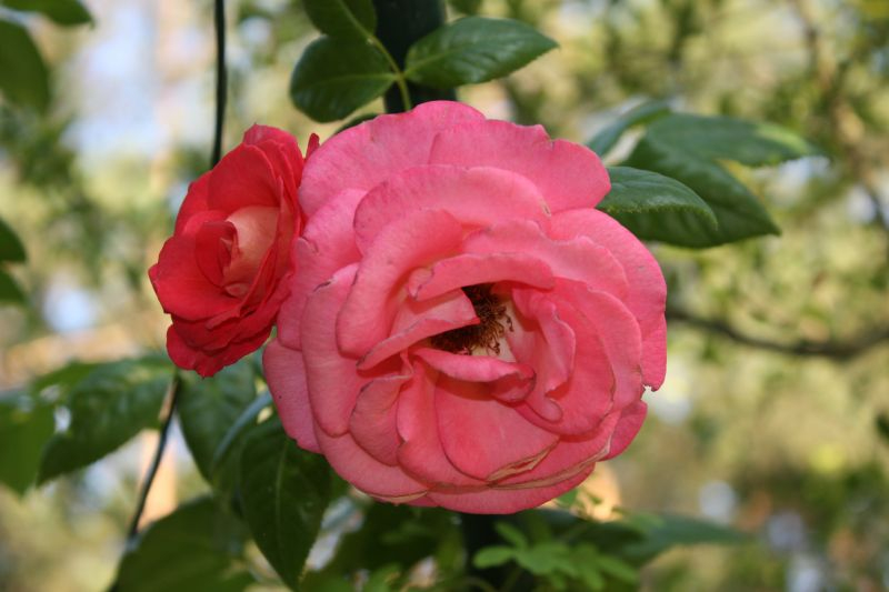 Kletterrose `Shogun`