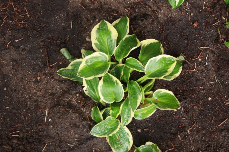 8 Hosta Bedazzled