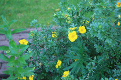 Potentilla fruticosa `Goldteppich`´