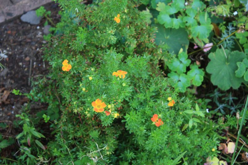 Potentilla `Red Ace`