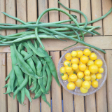 Schlangenbohnen, Prunkbohne 'Hestia' und Tomate 'Paulinchen'