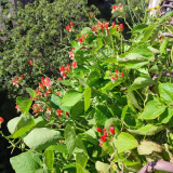 Prunkbohne 'Hestia' als Variante zur Balkonpelargonie