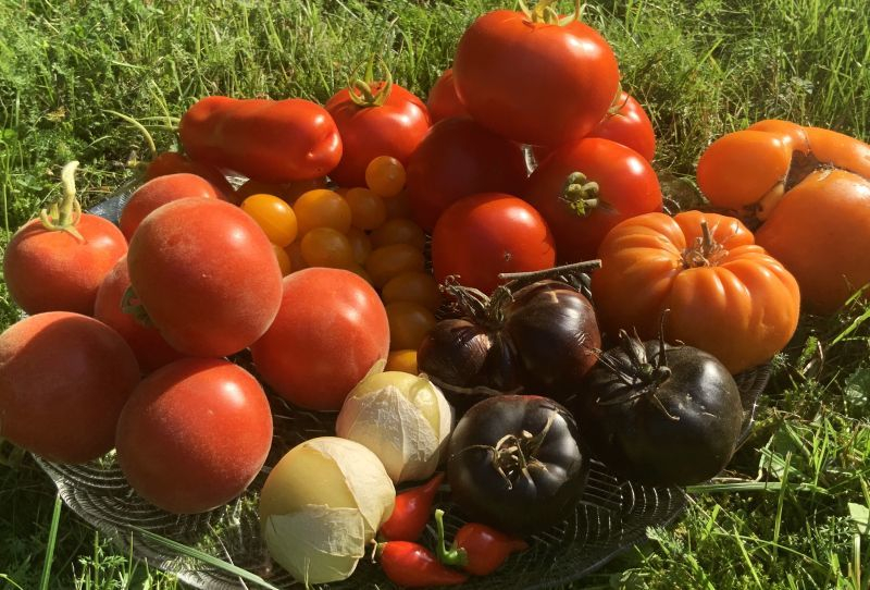 Tomaten