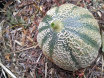 Charentemelone2