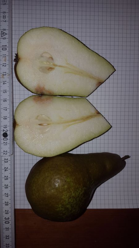 Längsschnitt Früchte 2023_9_22