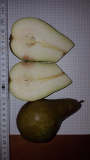 Längsschnitt Früchte 2023_9_22