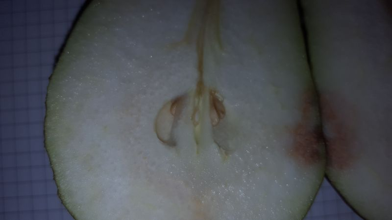 Kernhausdetail Früchte 2023_9_22