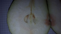 Kernhausdetail Früchte 2023_9_22