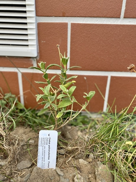 Cistus x pulverulentus Fiona