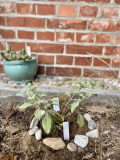 Cistus Grayswood Pink