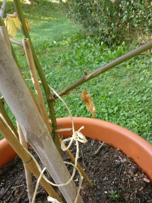 abgestorbenes blatt