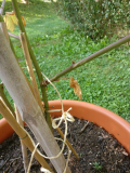 abgestorbenes blatt