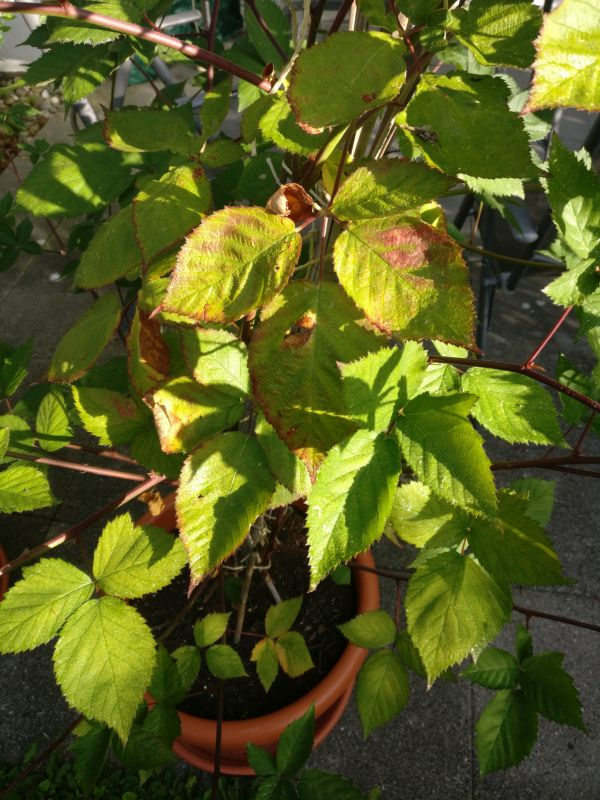rost