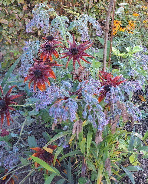 Rudbeckia und Borretsch