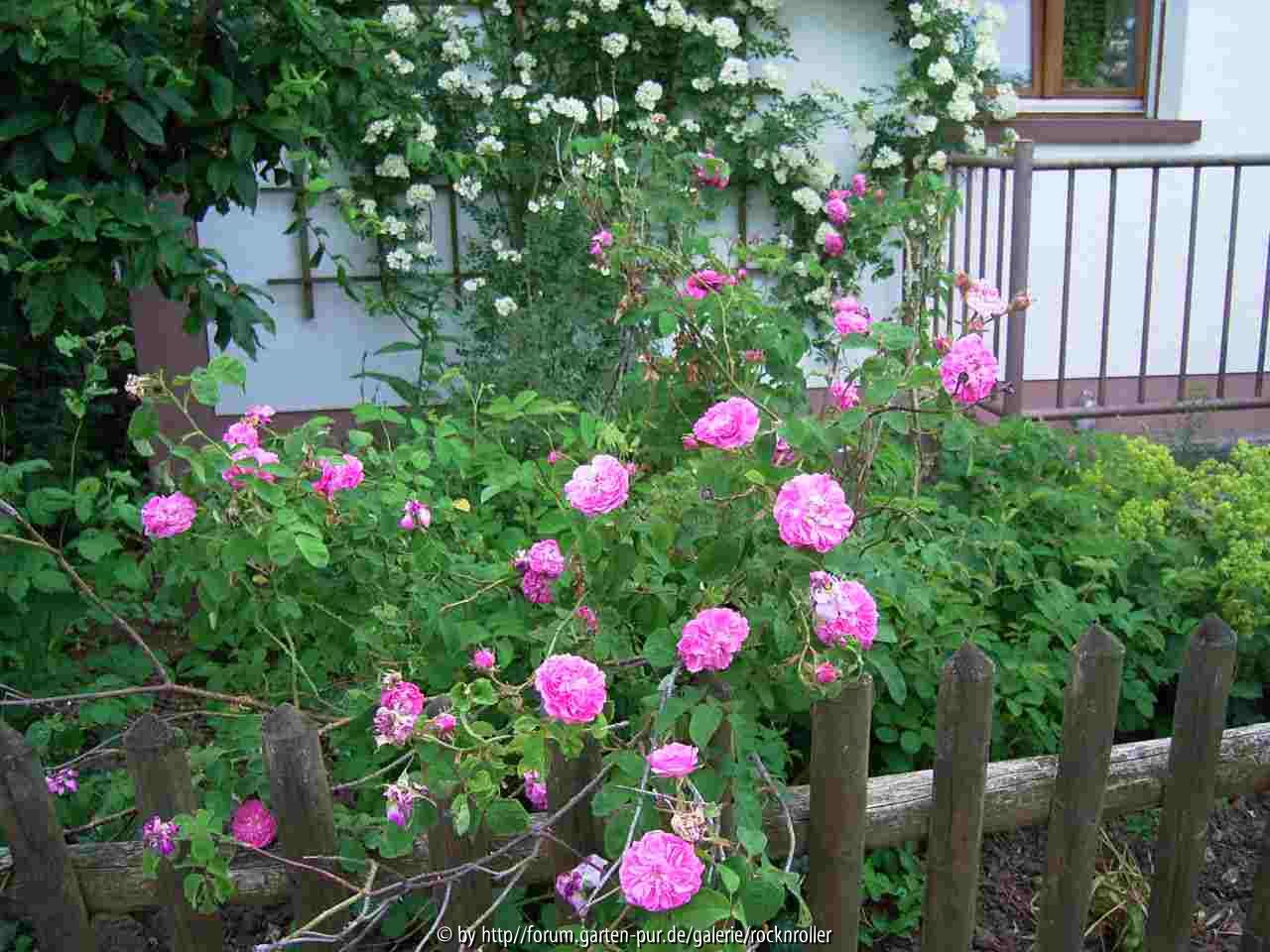 Unbekannte gallica rot (Hartmannsrose)