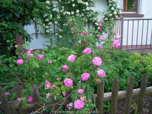 Unbekannte gallica rot (Hartmannsrose)